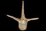Pachycephalosaurus Caudal Vertebra With Process - Montana #130269-1